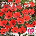 【予約・早割】 原種 ミニ チューリップ 球根 リニフォリア 7球 植えっぱなし 毎年花が咲く 秋植え 花の大和 【10月上中旬より順次発送】