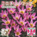 【予約・早割】 原種 ミニ チューリップ 球根 プルケラフミリス 7球 植えっぱなし 毎年花が咲く 秋植え 花の大和 【10月上中旬より順次発送】