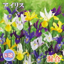 【予約・早割】 アイリス 球根 【 混合 】8球 秋植え 寄せ植え 花壇 ガーデニング 園芸 初心者向け 花の大和 【10月上中旬より順次発送】