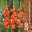 グラジオラス 球根 春植え 【日本で生まれたグラジオラス】 赤門 10球 gladiolus 花の大和 898円
