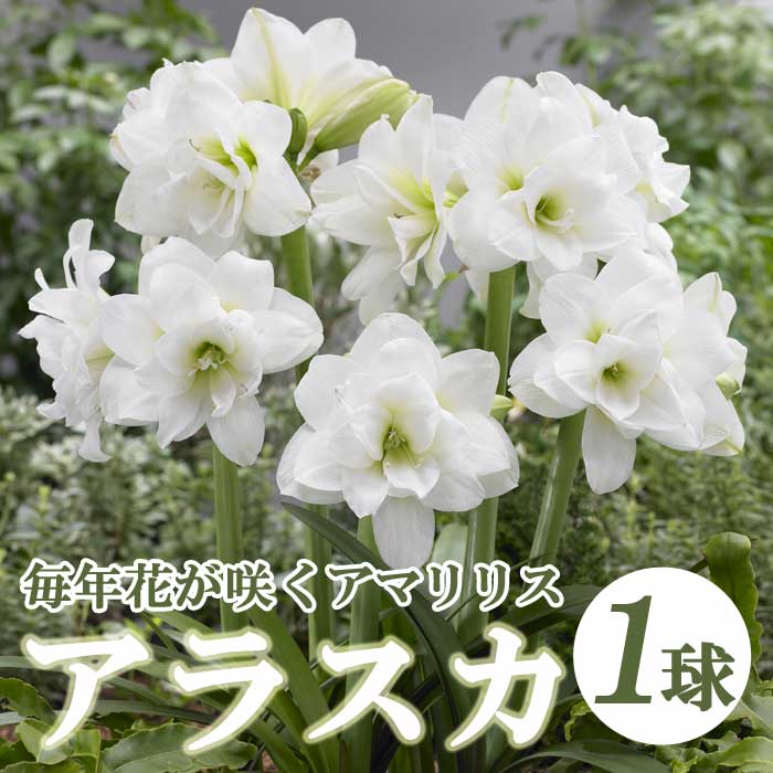 【予約・早割】 アマリリス 球根 春植え 毎年花が咲く 【 アラスカ 】1球 白 ホワイト 鉢植え 地植え 初心者 花の大和 【3月後半より順次発送】