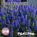 【予約・早割】 まとめて植える ムスカリ 【 アルメニアカム 】 球根 30球 秋植え 寄せ植え 初心者向き デッカー植え 花の大和 【10月上中旬より順次発送】