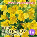 【予約・早割】 アルストロメリア リグツハイブリッド 黄 花種 球根 1株 秋植え 冬植え ガーデニング 切り花 花の大和 【10月上中旬より順次発送】