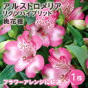 【予約・早割】 アルストロメリア リグツハイブリッド 桃 花種 球根 1株 秋植え 冬植え ガーデニング 切り花 花の大和 【10月上中旬より順次発送】
