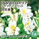 【予約・早割】 アルストロメリア リグツハイブリッド 白 花種 球根 1株 秋植え 冬植え ガーデニング 切り花 花の大和 【10月上中旬より順次発送】