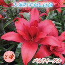 【予約・早割】 すかし百合 鉢植え 花壇 【 バルドイーグル 】 球根 2球 秋植え 冬植え 百合 鉢植え 花壇 ユリ Lily 花の大和 【10月上中旬より順...