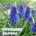 【予約・早割】 つやつや ムスカリ 【 ブリングブリング 】 球根 5球 秋植え コレクション 寄せ植え デッカー植え 花の大和 【10月上中旬より順次発送】