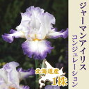 【予約・早割】 ジャーマンアイリス 球根 【 コンジュレーション 】1株 北海道産 育てやすい 大株 秋植え 冬植え 花の大和 【10月上中旬より順次発送】