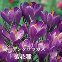 【予約・早割】 ガーデン クロッカス 球根 紫花種 7球 パープル 秋植え crocus 寄せ植え 花壇 花の大和 【10月上中旬より順次発送】