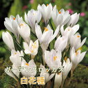 【予約・早割】 ガーデン クロッカス 球根 白花種 7球 ホワイト 秋植え crocus 寄せ植え 花壇 花の大和 【10月上中旬より順次発送】