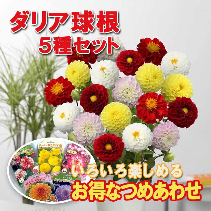 ダリア 球根 春植え 【 送料無料 】5種類を各1袋ずつ お得な アソート つめあわせ dahlia 花の大和のサムネイル