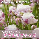 枝咲き チューリップ 球根 ダブルサプライズ 3球 八重咲き あふれるように花が咲く プランター栽培 花壇 花の大和