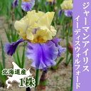 【予約・早割】 ジャーマンアイリス 球根 【 イーディスウォルフォード 】1株 北海道産 育てやすい 大株 秋植え 冬植え 花の大和 【10月上中旬より順次発送】