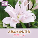 【予約・早割】 すかし百合 【 エロディ 】 球根 2球 秋植え 冬植え 百合 鉢植え 花壇 ユリ Lily 花の大和 【10月上中旬より順次発送】