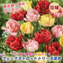 【予約・早割】 チューリップ 球根 いっせい開花 【 フォックストロット シリーズ 混合 7球】 花壇 鉢植 花の大和 【10月上中旬より順次発送】