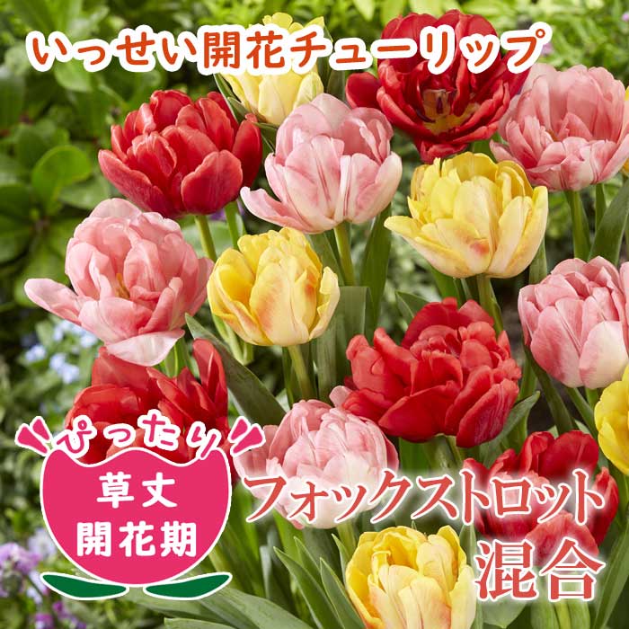 チューリップ 球根 いっせい開花 【 フォックストロット シリーズ 混合 7球】 花壇 鉢植 花の大和のサムネイル