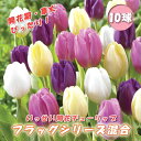 【予約・早割】 チューリップ 球根 いっせい開花 【 フラッグ シリーズ 混合 7球】 花壇 鉢植 切花 花の大和 【10月上中旬より順次発送】