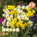 【予約・早割】 水仙 球根 お徳用 房咲き 混合 8球 スイセン 秋植え 花の大和 【10月上中旬より順次発送】