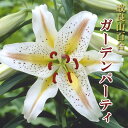 【予約・早割】 改良 山百合 球根 【 ガーデンパーティ 】1球 百合 ユリ lily ゆり オリエンタル リリー 花の大和 【10月上中旬より順次発送】