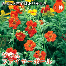 ゲウム ファイヤーボール 球根 1株 バラに合う 宿根草 冬植え 毎年花が咲く宿根草