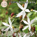 ギレニア トリフォリアータ 球根 1株 日陰 半日陰 シェード ガーデン 宿根草 冬植え 毎年花が咲く宿根草