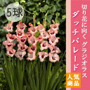 グラジオラス 球根 春植え 【ダッチパレード】5球 人気品種 gladiolus 花の大和