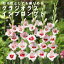 グラジオラス 球根 春植え 【 インプロンプト 】5球 人気品種 gladiolus 花の大和 748円