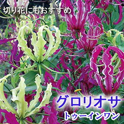 グロリオサ 球根 春植え 【 トゥーインワン 】1球 クリームから赤紫 gloriosa ユリグルマ 花の大和