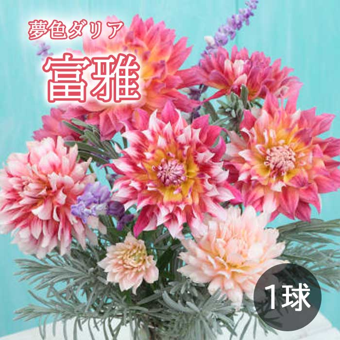 【予約商品】 【早割商品】球根 春植え 夢色 ダリア 富雅 ふうが 1球 3月後半より順次発送