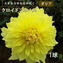 ダリア 球根 春植え 【 超 巨大輪 咲きダリア】 クロイドンエース 1球 dahlia 花の大和