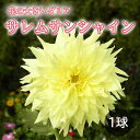 ダリア 球根 春植え 【花の 大きい ダリア】 サレムサンシャイン 1球 大輪 巨大輪 dahlia 花の大和