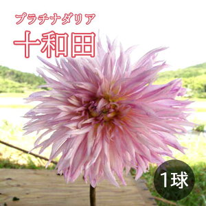 【予約・早割】 ダリア 球根 春植え 【 プラチナ ダリア】 十和田 とわだ 1球 花の大和 【3月後半より順次発送】