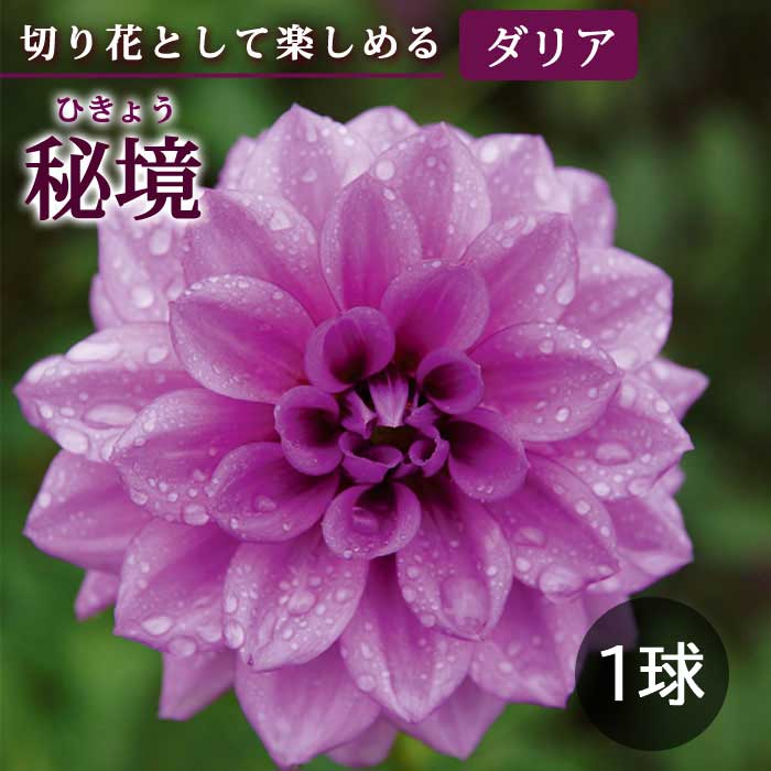 ダリア 球根 春植え 【 カット フラワー ダリア】 秘境 ひきょう 1球 dahlia 花の大和のサムネイル