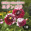 ダリア 球根 春植え 【 カット フラワー ダリア】 エジンバラ 1球 dahlia 花の大和