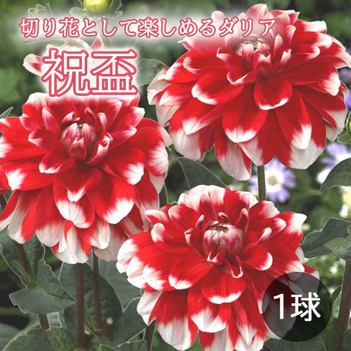 【予約・早割】 ダリア 球根 春植え 【 カット フラワー ダリア】 祝盃 しゅくはい 1球 花の大和 【3月後半より順次発送】