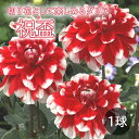 【予約・早割】 ダリア 球根 春植え 【 カット フラワー ダリア】 祝盃 しゅくはい 1球 花の大和 【3月後半より順次発送】