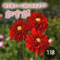 ダリア 球根 春植え 【 カット フラワー ダリア】 かすが 1球 dahlia 花の大和