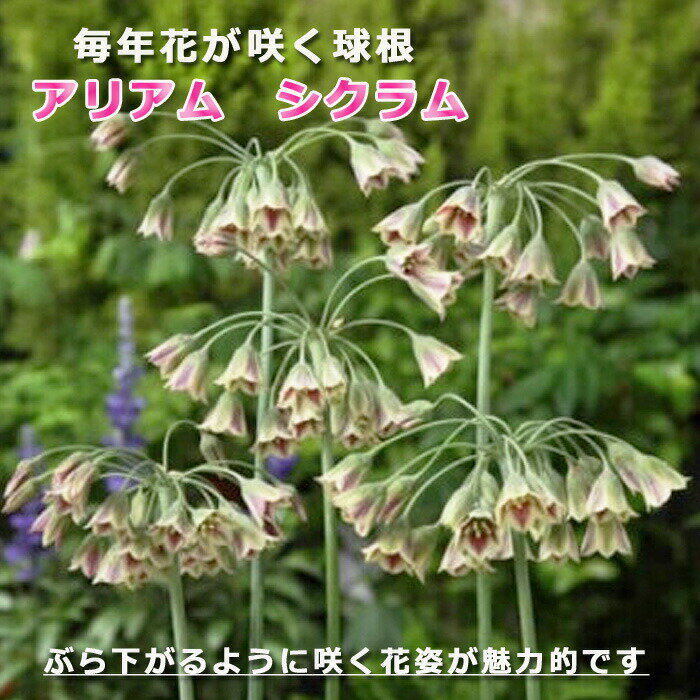 球根 植えっぱなし 秋植え アリアム アリウム シクラム 8球 毎年花が咲くのサムネイル