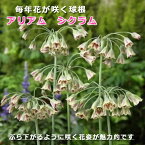 【予約・早割】 アリアム アリウム シクラム 球根 8球 植えっぱなし 秋植え 寄せ植え プランター 花壇 毎年花が咲く 花の大和 【10月上中旬より順次発送】