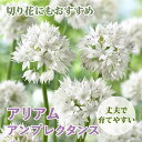 【予約・早割】 花のかわいい アリアム アリウム 【 アンプレクタンス 】 球根 12球 秋植え 初心者向き 育てやすい 花の大和 【10月上中旬より順次発送】