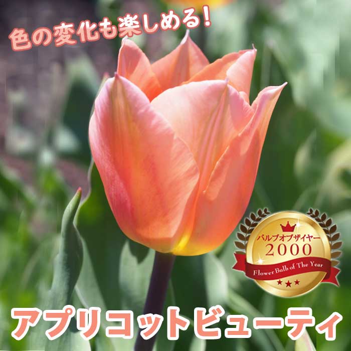 【予約・早割】球根 秋植え チューリップ アプリコットビューティー 5球 バルブオブザイヤー受賞【10月後半より順次発送】のサムネイル