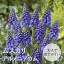 【予約・早割】 ムスカリ 【 アルメニアカム 】 球根 10球 秋植え コレクション 寄せ植え デッカー植え 花の大和 【10月上中旬より順次発送】