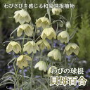 【予約・早割】 貝母百合 球根 2球 わびの球根 バイモユリ ゆり 秋植え 和風 ガーデン 花の大和 【10月上中旬より順次発送】