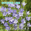 【予約・早割】 ブローディア クインファビオラ 球根 10球 植えっぱなし 秋植え 寄せ植え プランター 花壇 毎年花が咲く 花の大和 【10月上中旬より順次発送】