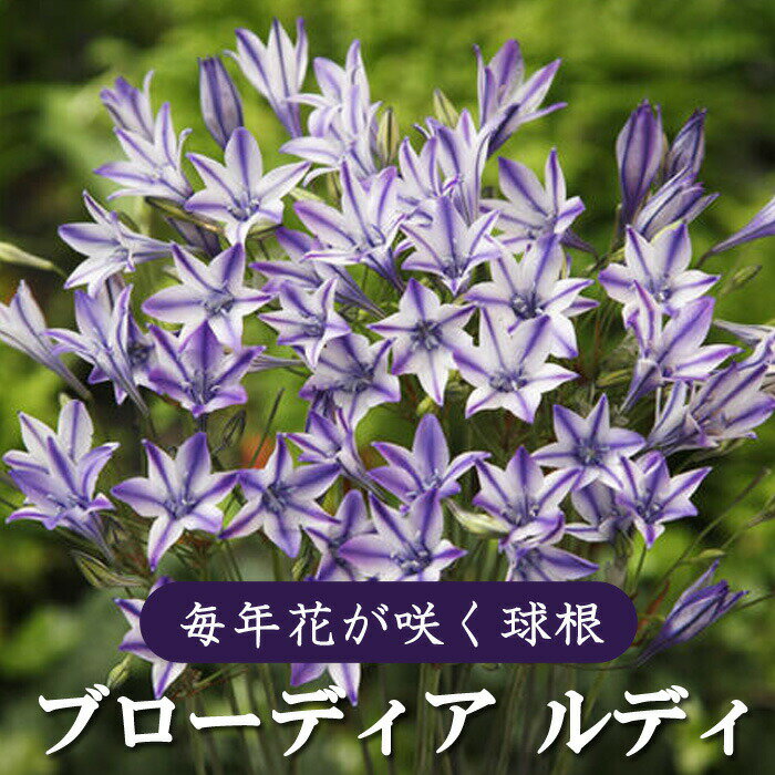 【予約・早割】球根 植えっぱなし 秋植え ブローディア ルディ 5球 毎年花が咲く【10月後半より順次発送】