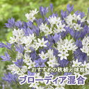 【予約・早割】 ブローディア 混合 球根 8球 秋植え バラエティ 寄せ植え プランター 花壇 ガーデニング 花の大和 【10月上中旬より順次発送】