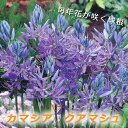 【予約・早割】 カマシア クアマシュ 球根 5球 植えっぱなし 秋植え 寄せ植え プランター 花壇 毎年花が咲く 花の大和 【10月上中旬より順次発送】