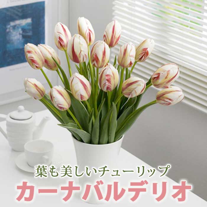 【予約・早割】球根 秋植え 斑入り チューリップ カーナバルデリオ 5球 葉も美しい 花の大和【10月後半より順次発送】のサムネイル