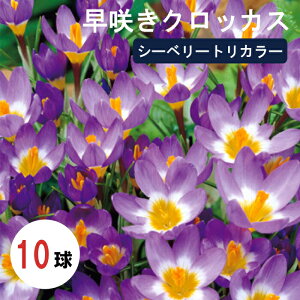 【予約・早割】球根 秋植え 早咲き クロッカス シーベリートリカラー 10球【10月後半より順次発送】