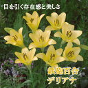 【予約・早割】 鉄砲百合 【 デリアナ 】 球根 2球 テッポウ ユリ Lily 百合 黄 イエロー 秋植え 冬植え 鉢植え 花壇 花の大和 【10月上中旬より順次発送】